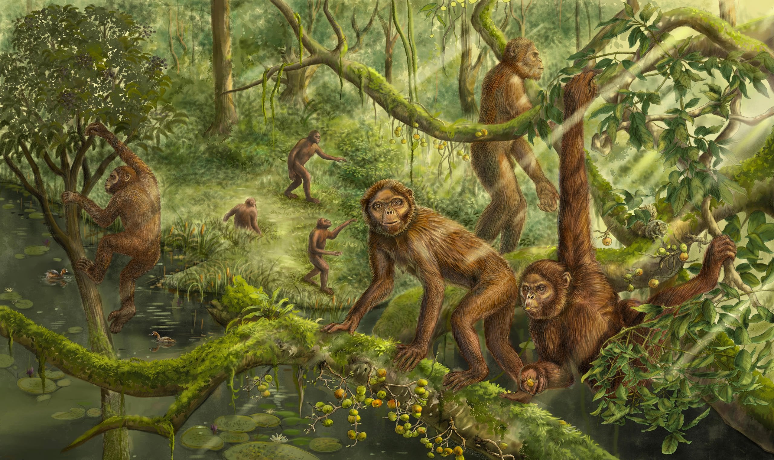Featured image for Unearthing the Evolution of Human Bipedalism through Fossil Ape's Inner Ear