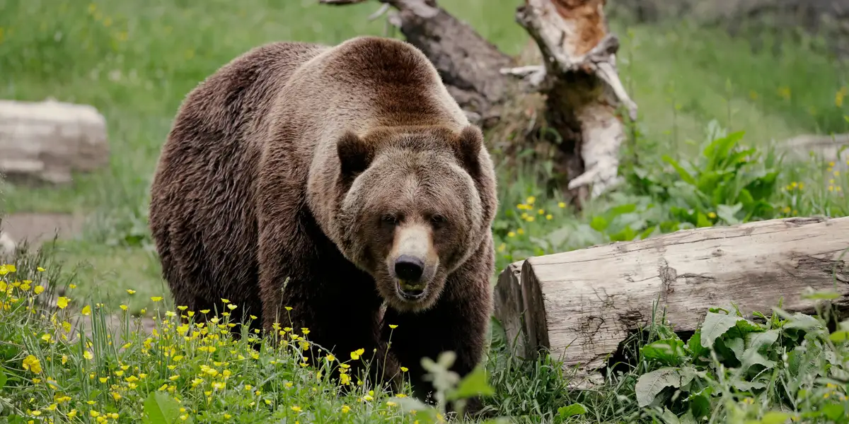 Featured image for Best Investment Strategies During a Bear Market