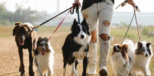 "Unhurried 'Sniffy Walks': A Win-Win for Your Dog's Health and Yours"