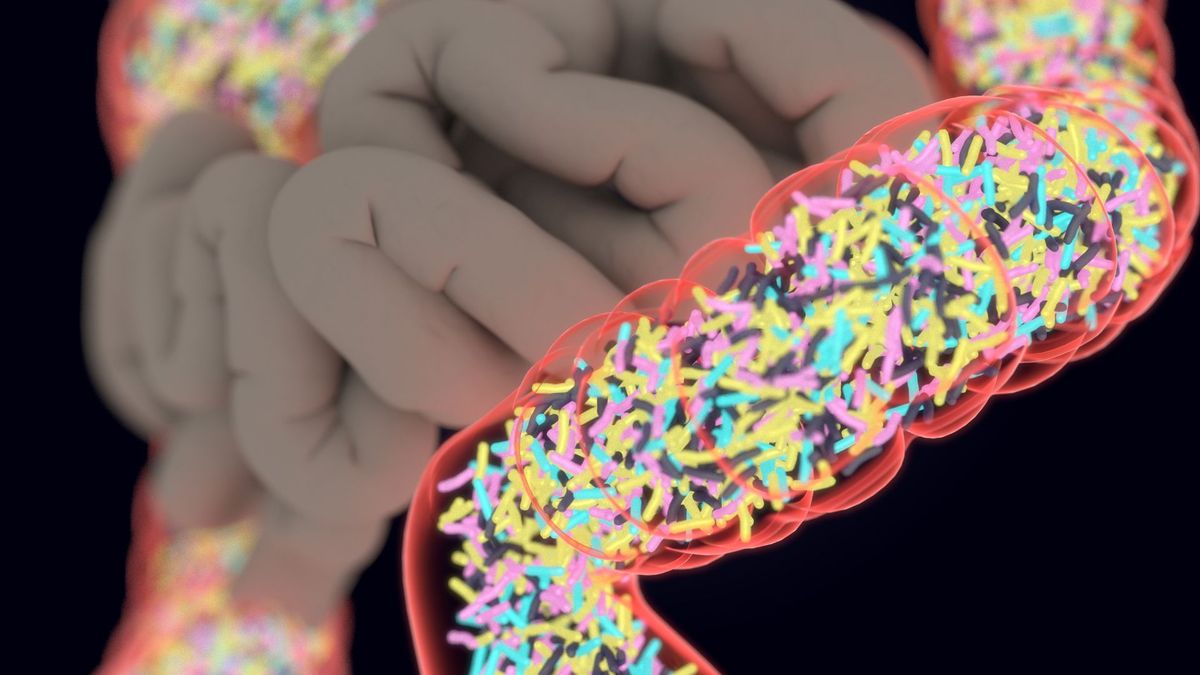 Featured image for FDA approves groundbreaking fecal transplant pill for gut health.