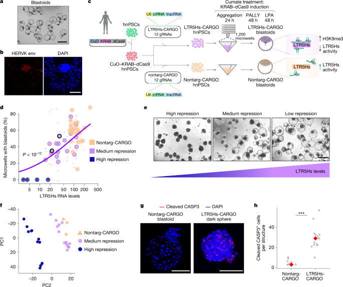 Featured image for Human-Specific Regulatory Mechanism Identified in Early Embryo Development
