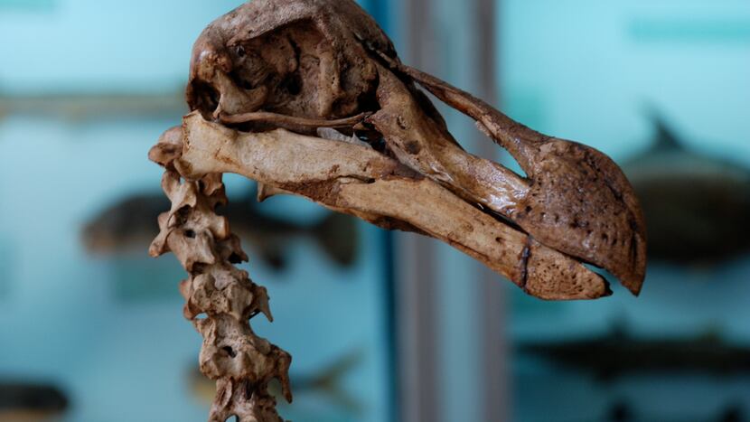 "Reviving the Past: Dallas' Colossal Biosciences Resurrects Extinct Species"