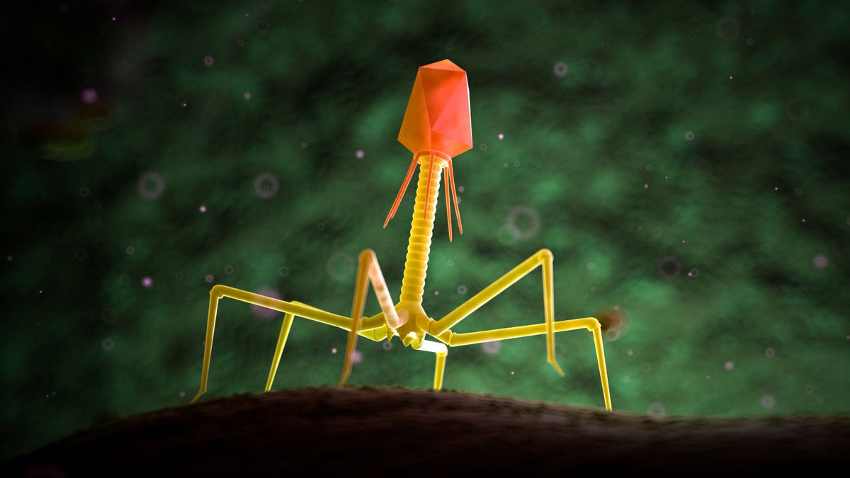 Featured image for Phage Therapy: The Viral Solution to Antibiotic Resistance