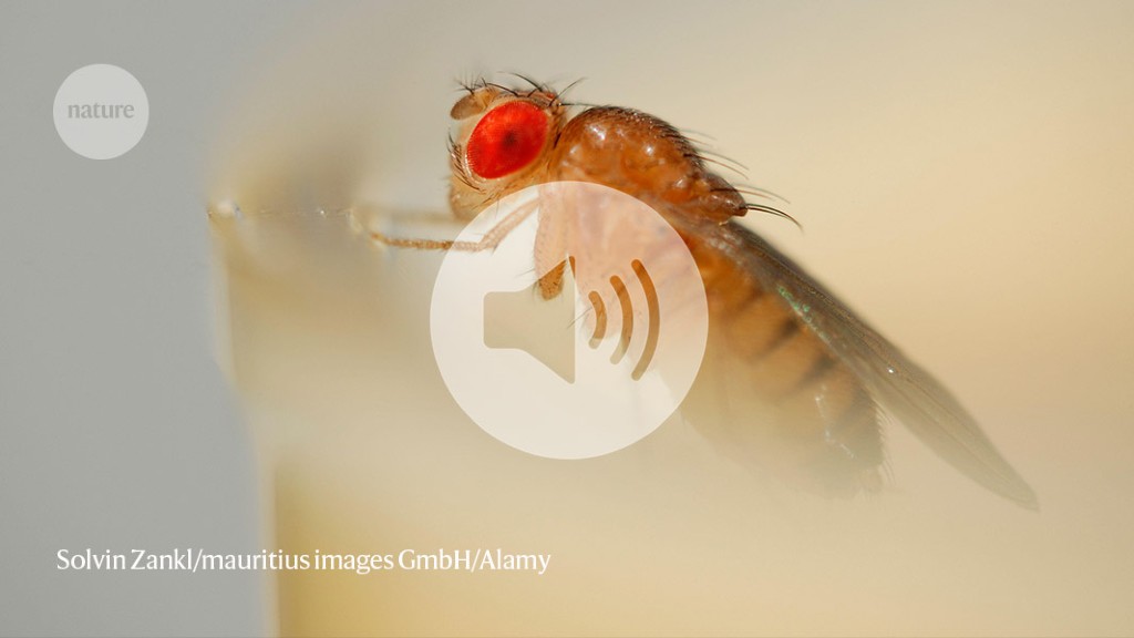 Featured image for The Curious World of Fruit Flies: Magnetic Fields, Playfulness, and Purpose