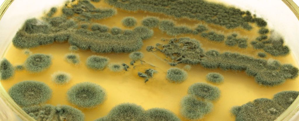 Featured image for Many Americans Mistakenly Believe They're Allergic to Penicillin