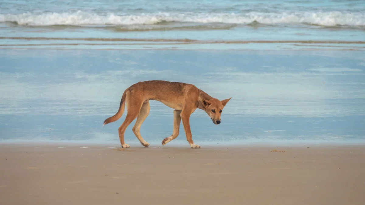 Fraser Island dingo cull sparks safety debate after backpacker death