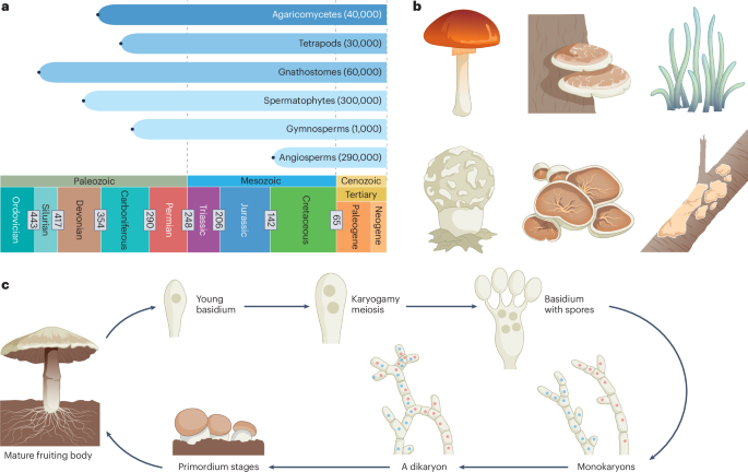 Featured image for Exploring the Biodiversity and Evolution of Mushroom-Forming Fungi
