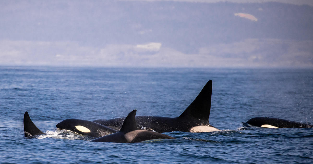 Featured image for Orcas' calculated attacks on boats raise concerns.