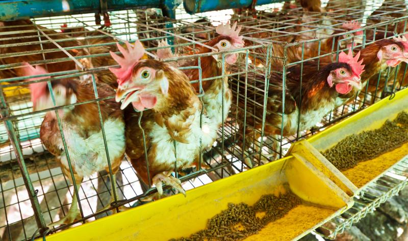 Featured image for Rising Concerns as Bird Flu Spreads Across Species in the U.S.