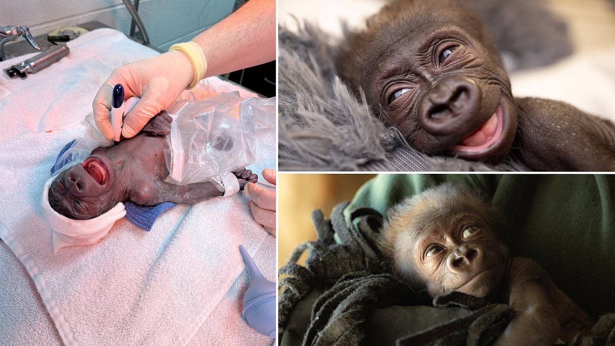 Featured image for "Rare Emergency C-Section Delivers Adorable Baby Gorilla at Fort Worth Zoo"