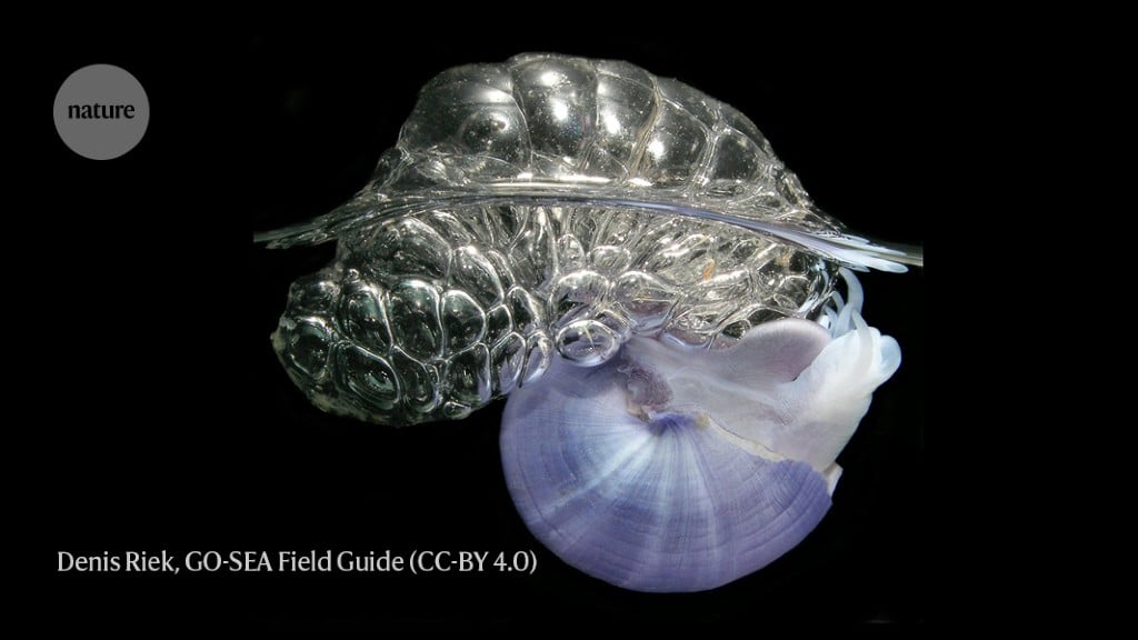 Featured image for Ocean's garbage patch home to floating snails.