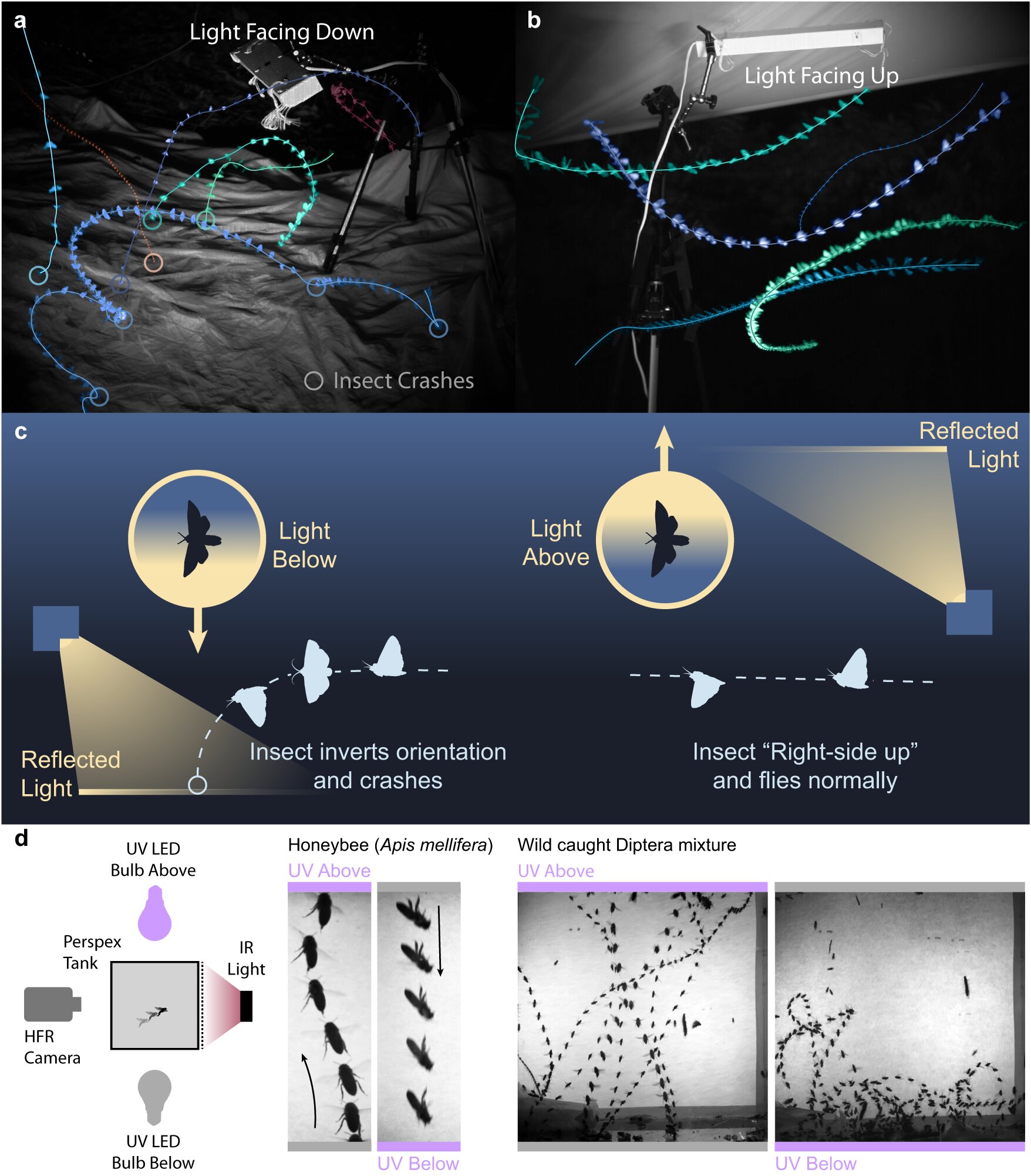 Featured image for "The Sky's the Limit: Unraveling the Mystery of Insects' Attraction to Light at Night"