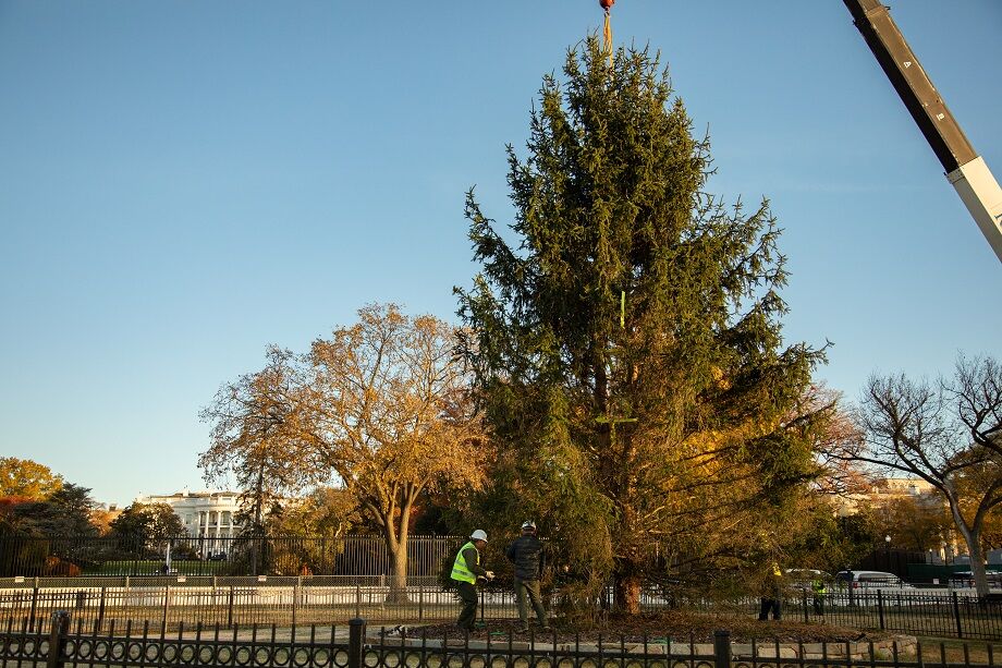 Featured image for "High Winds Bring Down National Christmas Tree at White House"