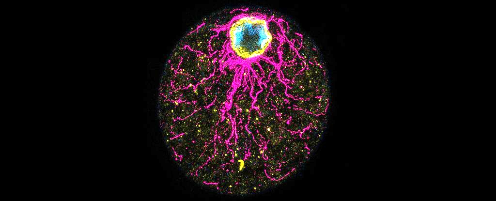 Featured image for Scientists Crack the Chicken or Egg Mystery