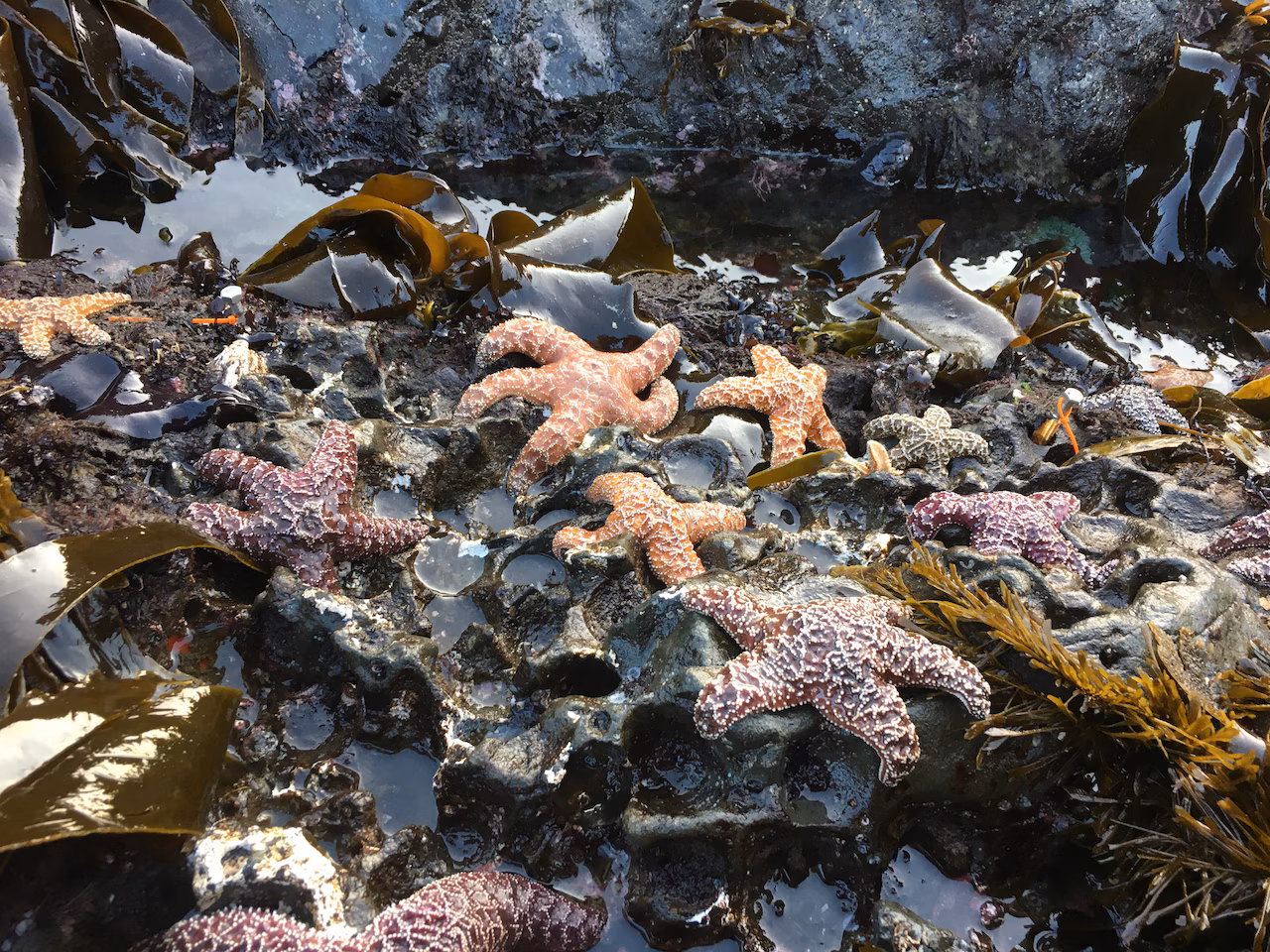 Featured image for Oregon Sea Stars Show Signs of Recovery After Disease-Induced Decline