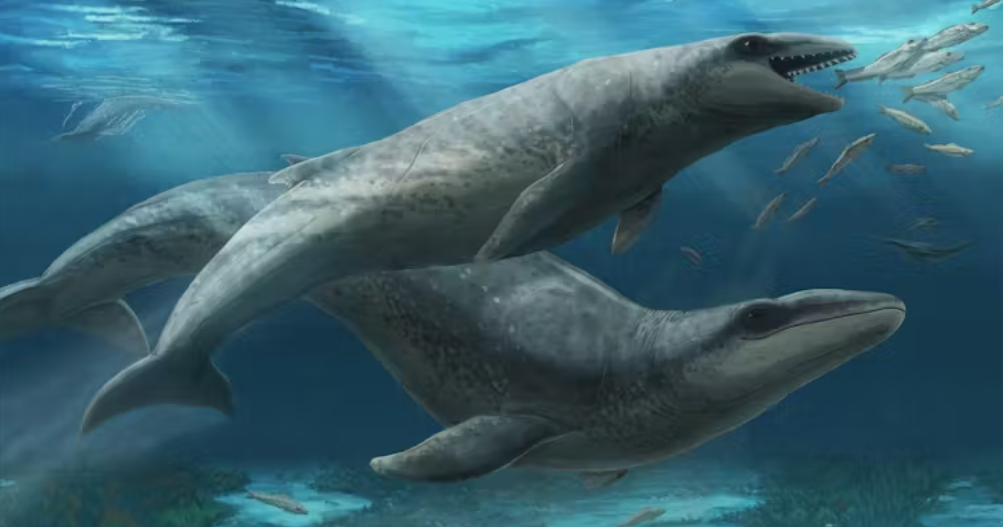 Featured image for Fearsome 'Cute' Ancient Whale with Razor-Sharp Teeth Discovered in Australia