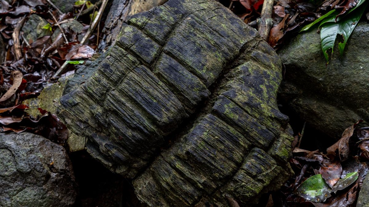 Featured image for "Panama's Hidden 23-Million-Year-Old Petrified Mangrove Forest Unearthed"