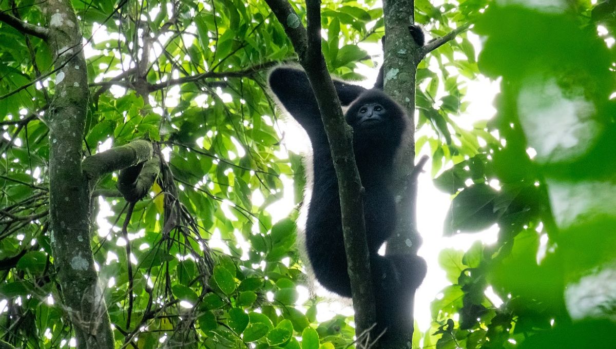 Featured image for "Rare Primate Playtime Captured on Camera in Treetop Haven"