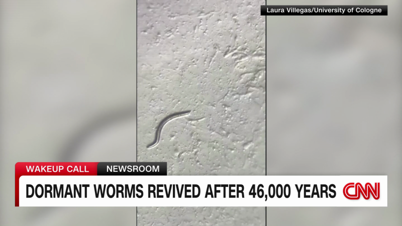 Featured image for "Reviving Ancient Worms: Unearthing 46,000-Year-Old Nematodes from Permafrost"