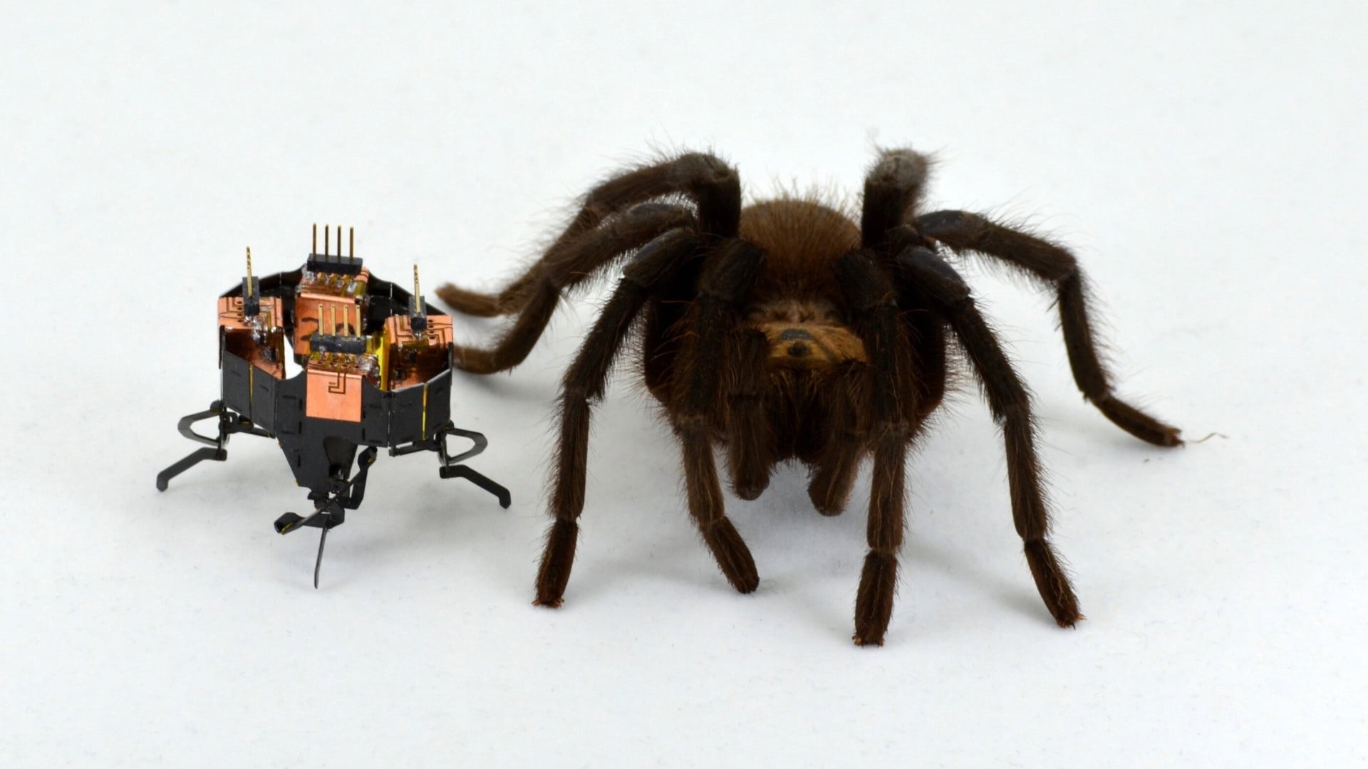 Featured image for Rescue Revolution: Shape-shifting Spider Robot Takes on Tight Spots