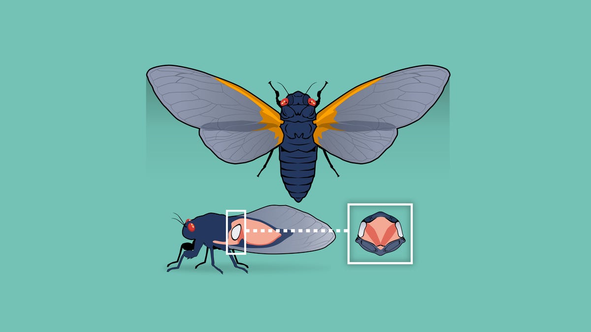 Featured image for "Cicada Bonanza: Trillions Emerge in U.S. for 'Cicada-geddon' Phenomenon"