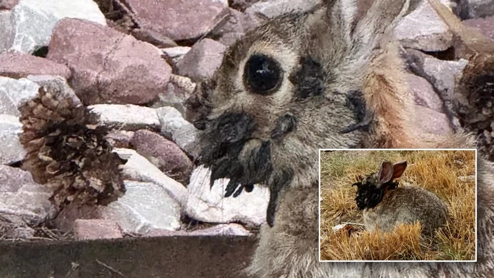 Featured image for Rabbits with Tentacle-Like Growths Spotted in Neighborhood