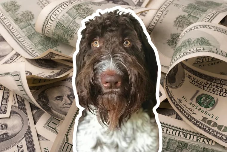 Featured image for "Pennsylvania Pooch Devours $4,000 Cash Feast"