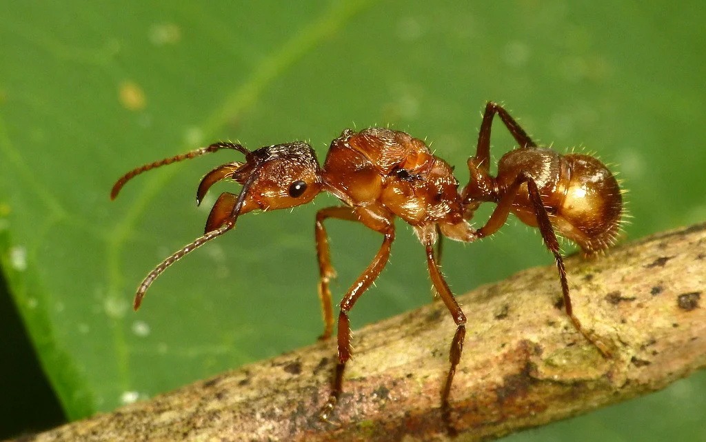 Plant Mimics Ants to Attract Pollinators