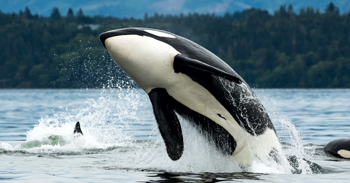 The Growing Trend of Orca Attacks on Boats.