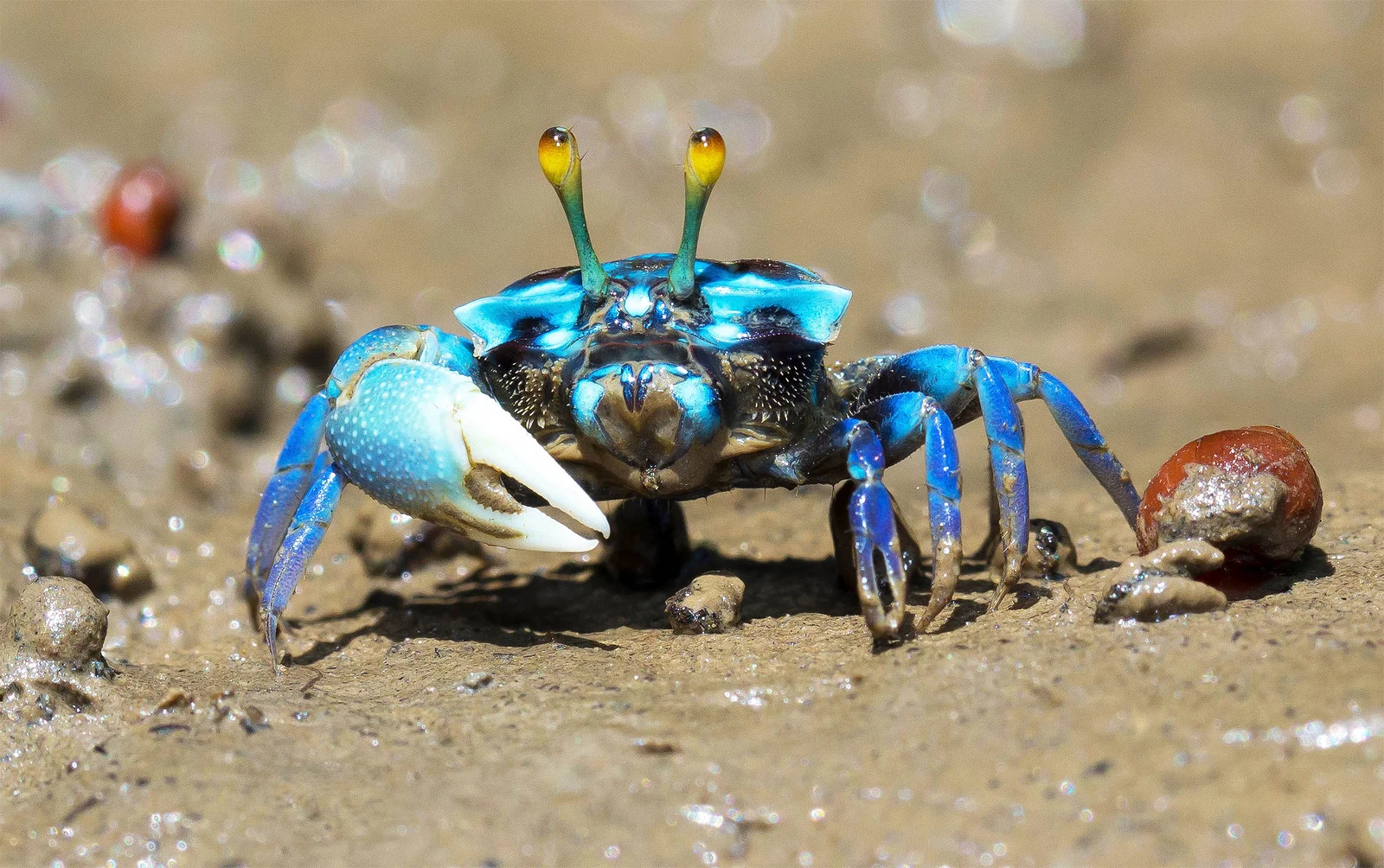 Featured image for Animals Evolved into Crabs Five Times, Scientists Still Uncertain Why