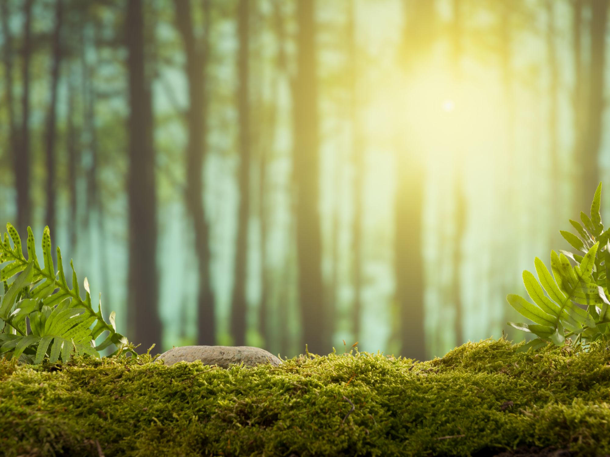 Featured image for "The Surprising Power of Moss in Preserving Planetary Health"