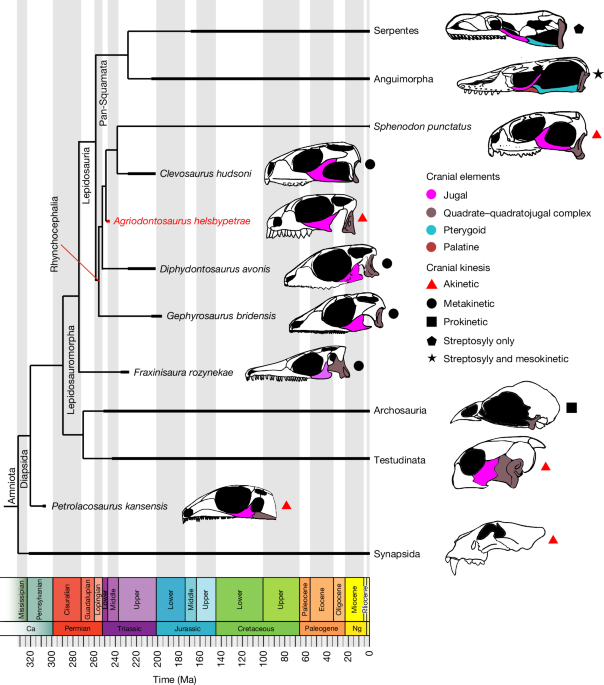 Featured image for Ancient Lizard Fossils Reveal Origins and Evolution of Feeding Adaptations
