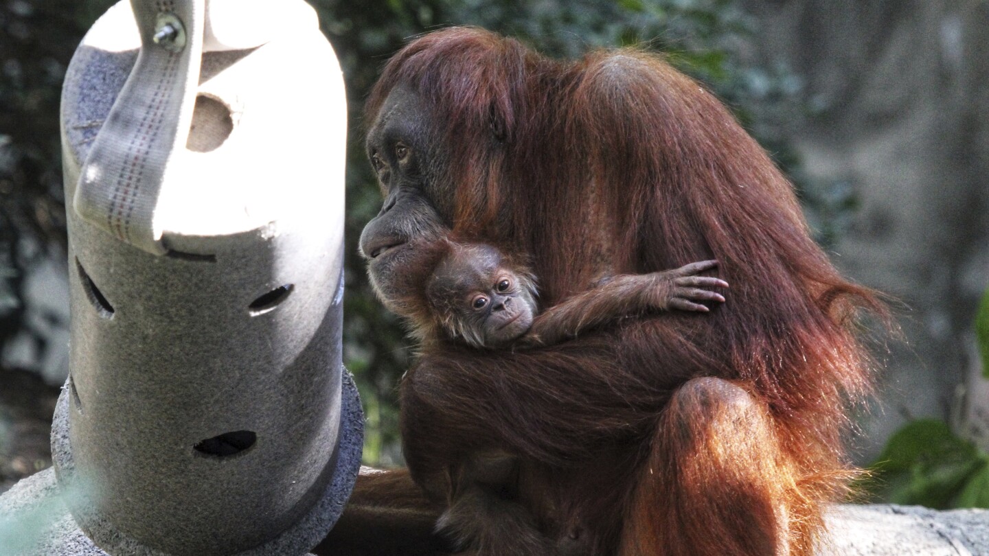 Featured image for Maury Povich reveals Denver Zoo orangutan's father