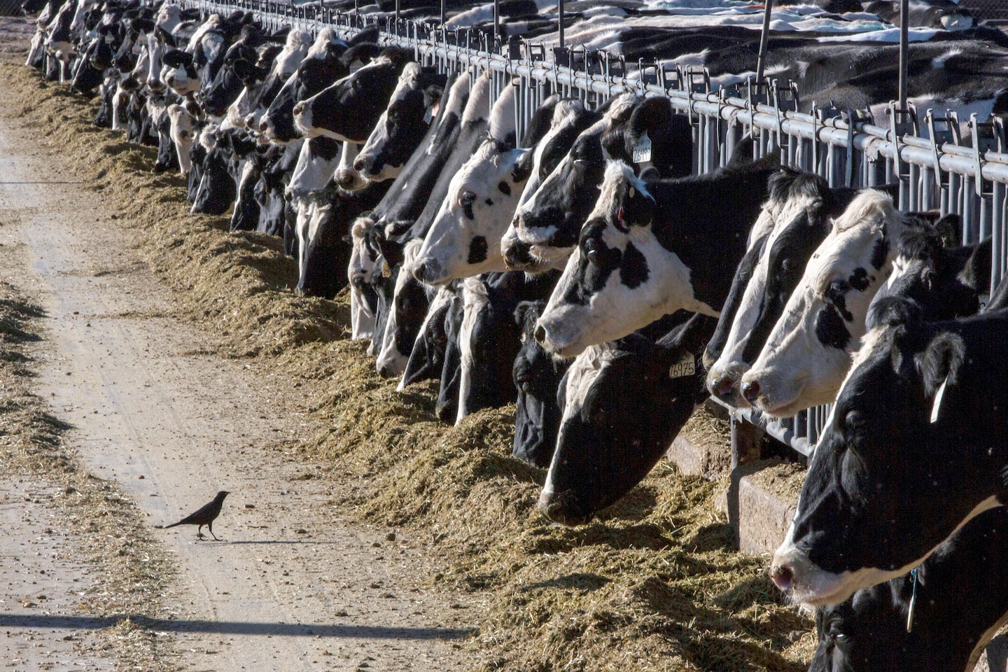 Avian Flu Spreads to Dairy Cows in Multiple U.S. States