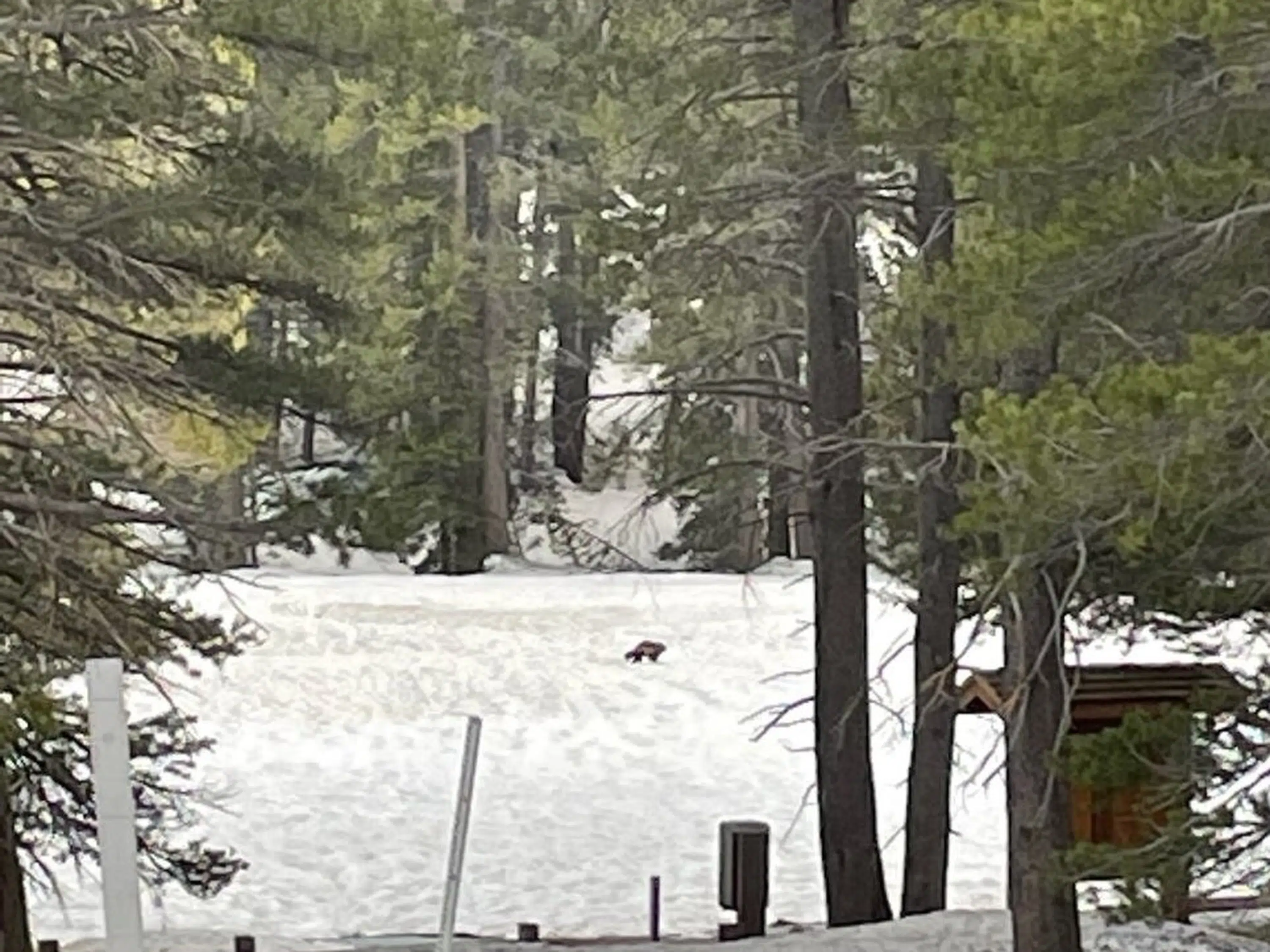 Rare Wolverine Sighting in California After 100 Years