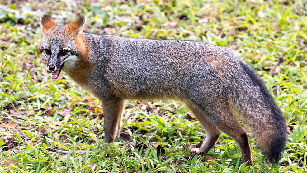 Featured image for "Fox Attack: Maine Man, 77, Ambushed While Taking Out Trash"