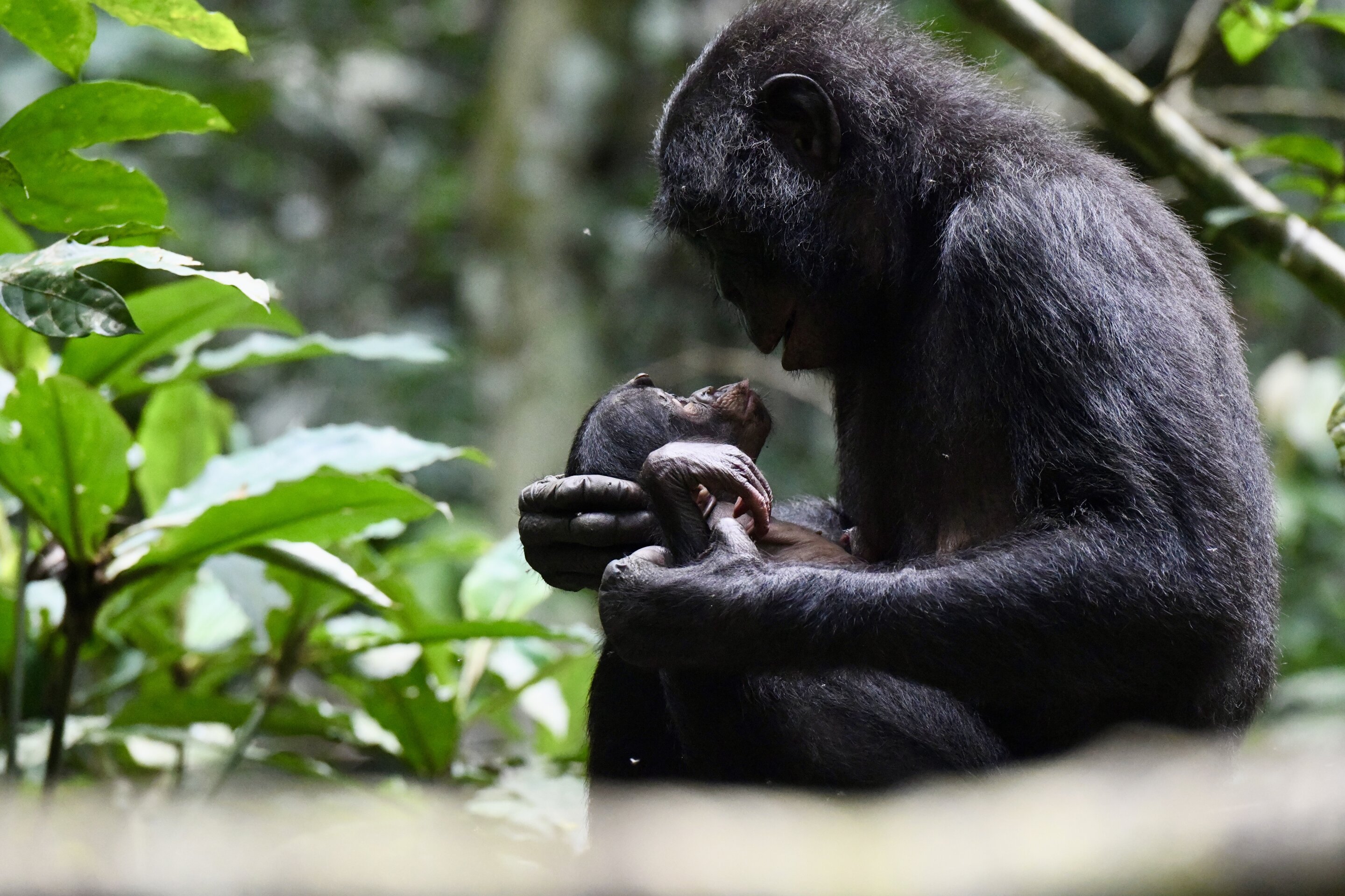 Featured image for Baby Talk: A Unique Human Superpower