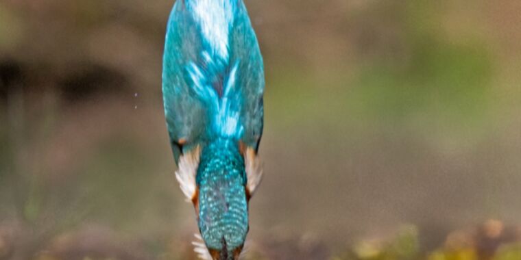 "Genetic Adaptations: Kingfishers' Secret to Avoiding Diving Concussions"