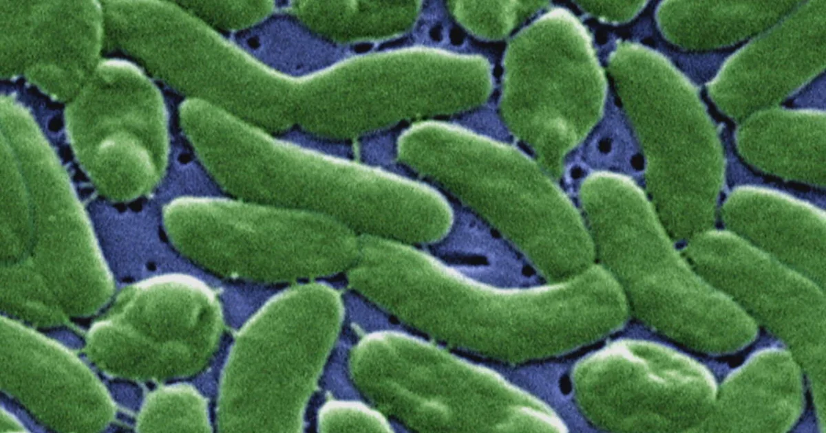 Featured image for Rising Ocean Temperatures May Increase Flesh-Eating Bacteria Risks