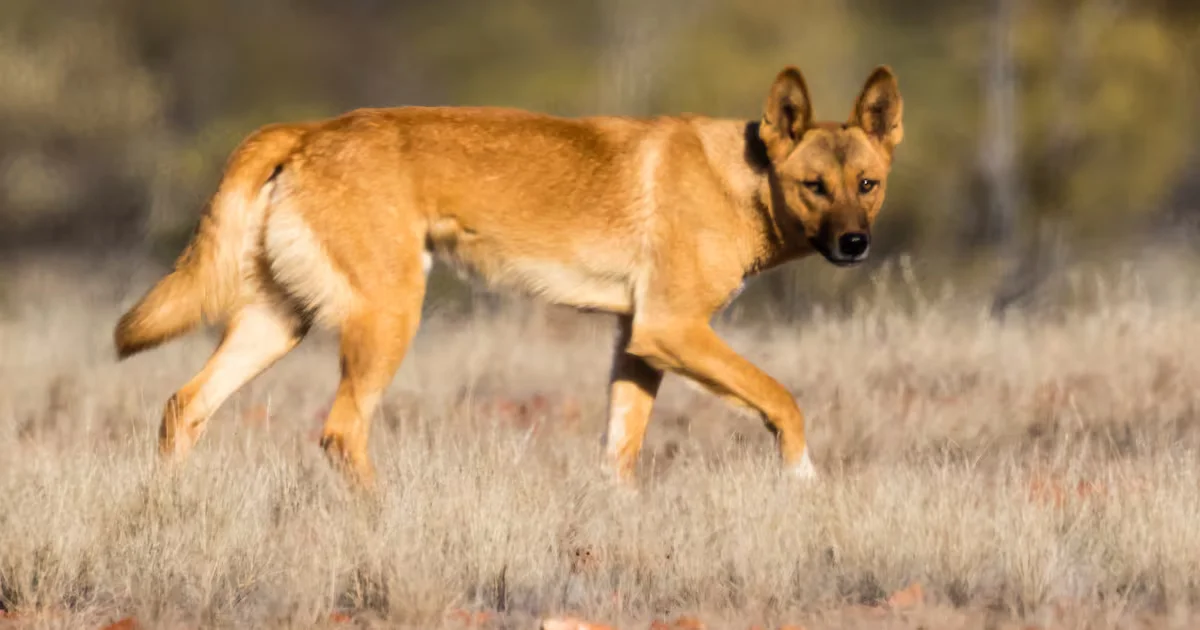 Autopsy Narrows Mystery in Backpacker’s Dingo Death on K’gari