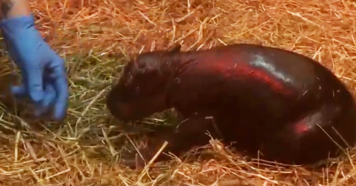 Featured image for Haggis the Pygmy Hippo: Scotland's New Cuteness Icon?