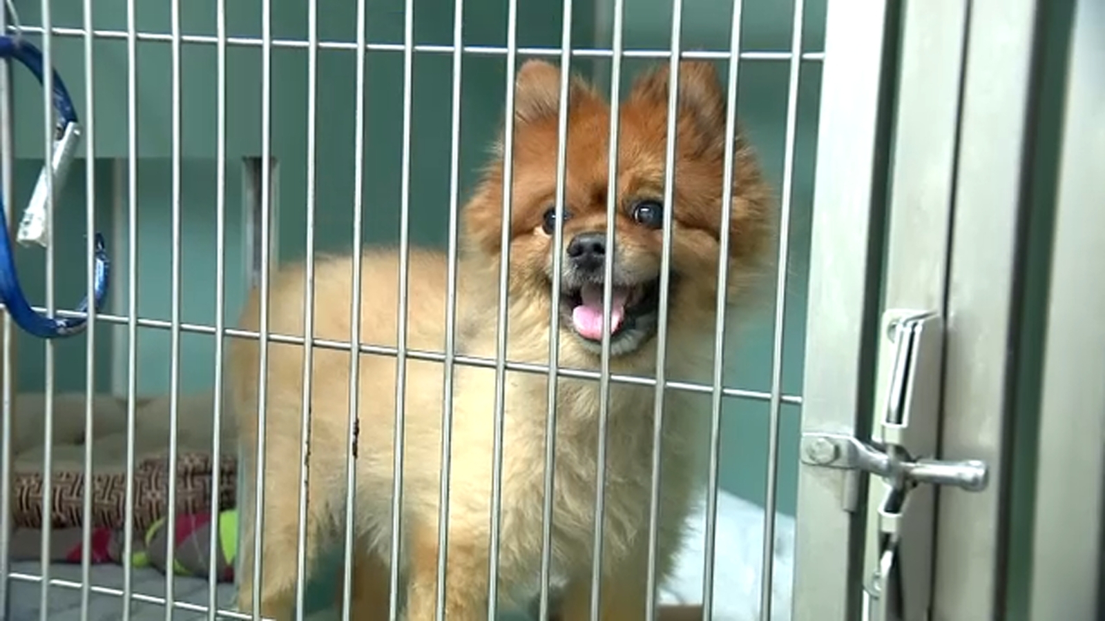 Featured image for Animal Care Centers of New York City Temporarily Closed to Dog Surrenders Due to Capacity Constraints