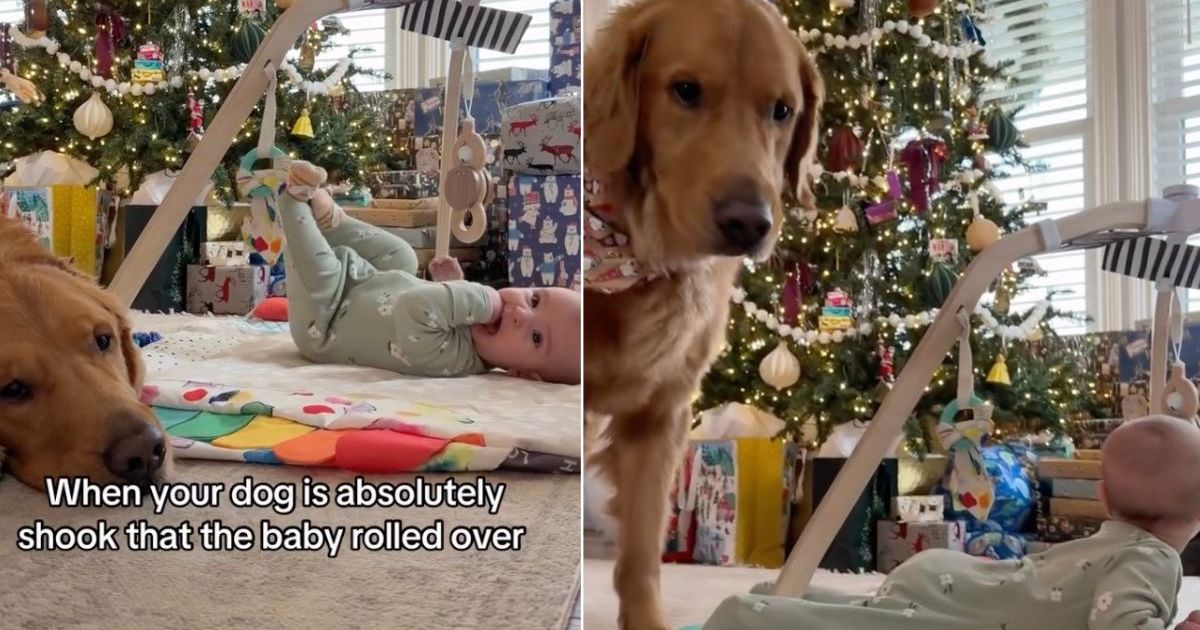 Featured image for Golden Retriever Surprised by Baby's Unexpected Action
