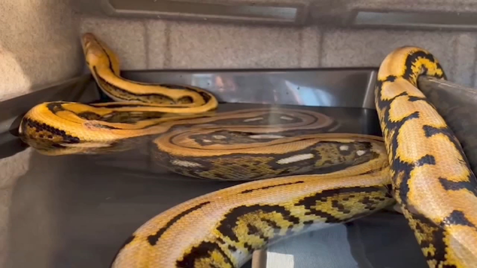 "Beloved 15-Foot Python 'Big Mama' Found After Escaping in Chatsworth"