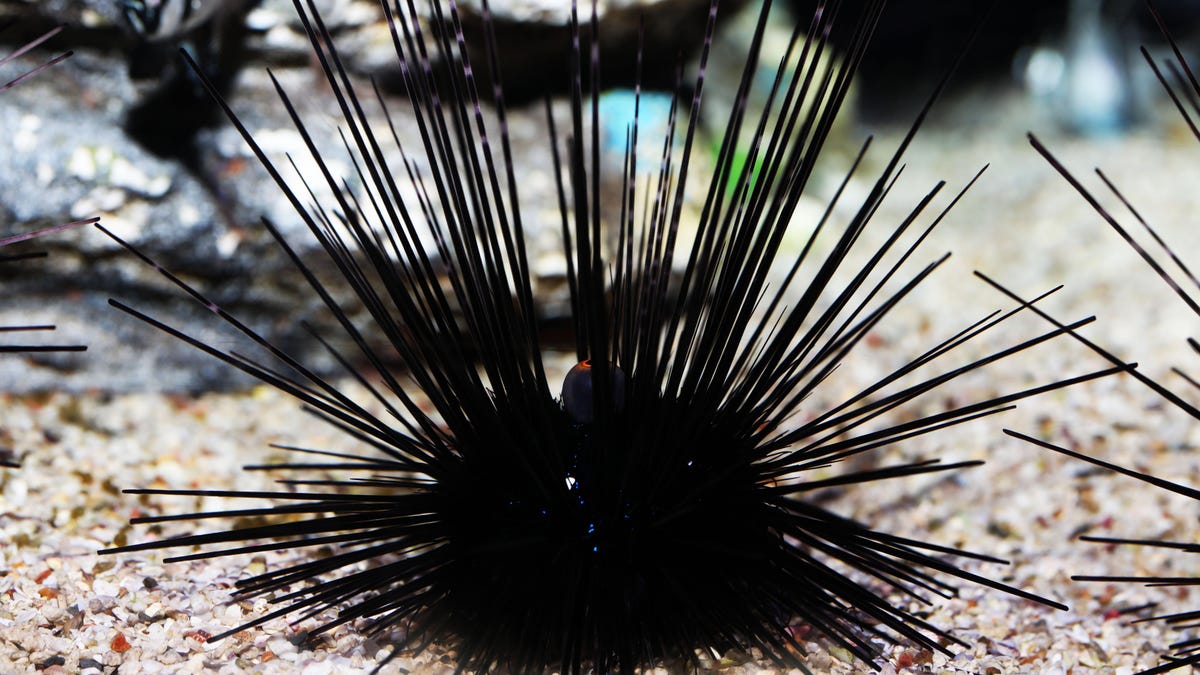Protozoan parasite identified as culprit behind Caribbean sea urchin die-off.
