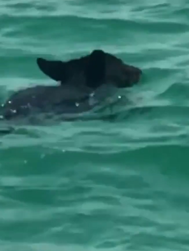 Unusual Black Bear Sightings Reported at Florida Beaches and Orlando