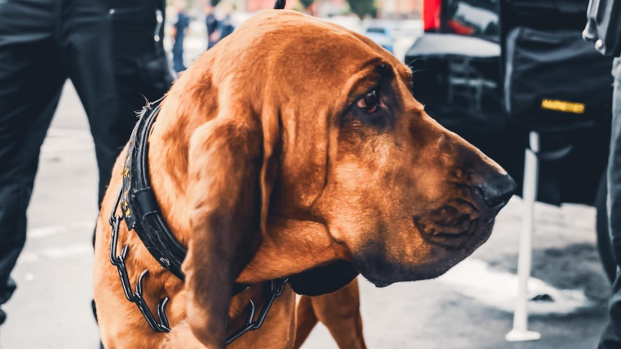 Missing Woman Found Safe by Police Bloodhound in Riverside