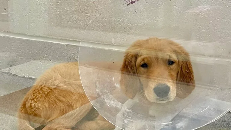 Featured image for Boston Golden Retriever Puppies Abandoned with Deadly Parvovirus