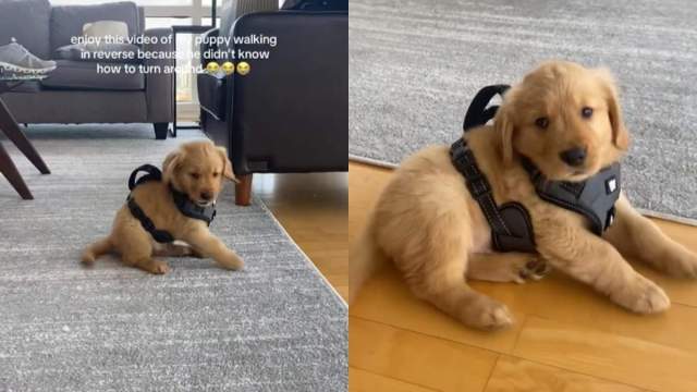 Featured image for Golden Retriever Puppy Reverses After Failed Turn