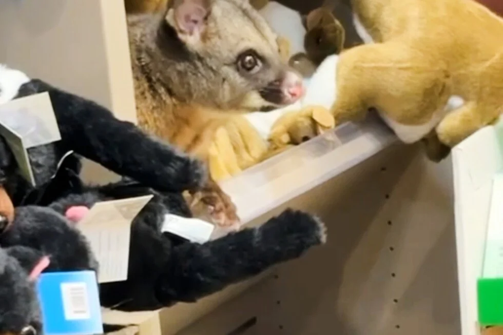 Live possum steals the show at Hobart Airport gift shop